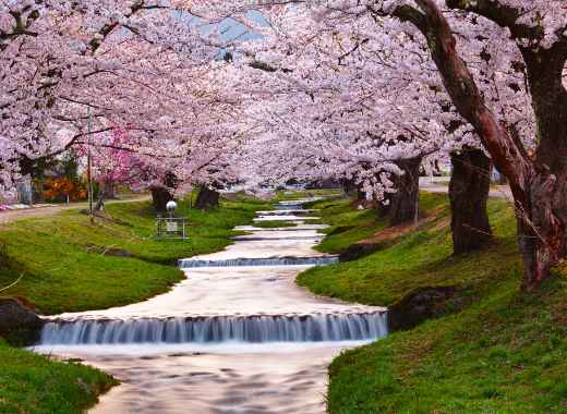 観音寺川の桜並木